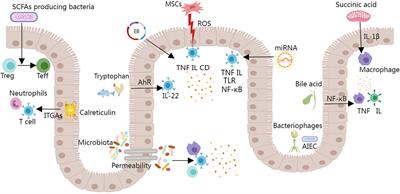 Opportunities and challenges for synthetic biology in the therapy of inflammatory bowel disease